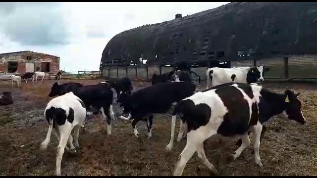 Черно-пестрая порода коров смотреть онлайн
