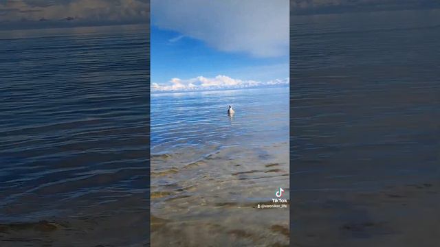 Страшные Крики на Море #латвия смотреть онлайн