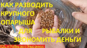 КАК РАЗВОДИТЬ КРУПНЫХ ОПАРЫШЕЙ, ОДИН РАЗ СДЕЛАЛ И НА ВСЕ ЛЕТО.ВОТ ЭТО ЭКОНОМИЯ ДЕНЕГ НА РЫБАЛКЕ
