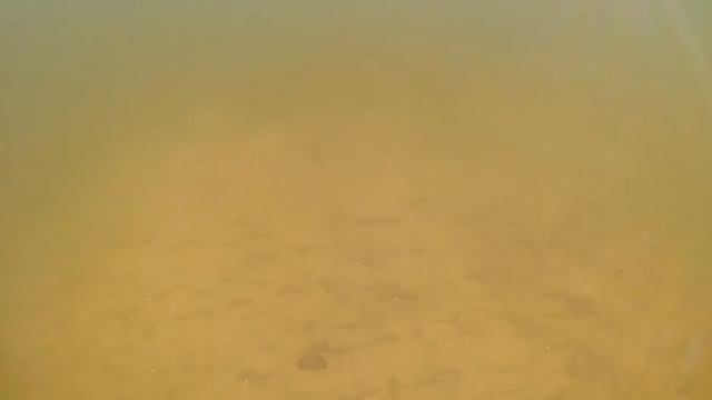 Съёмка под водой р Ворона и наглый окунь! смотреть онлайн