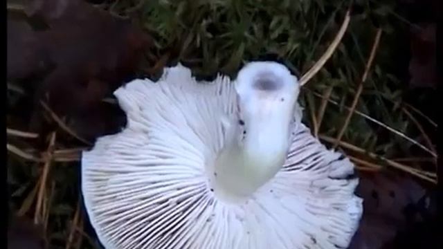 Рядовки серые. Зеленушки. Грибы Петушки и Курочки. Млечники - Горькушки. Тушим костер за туристами смотреть онлайн