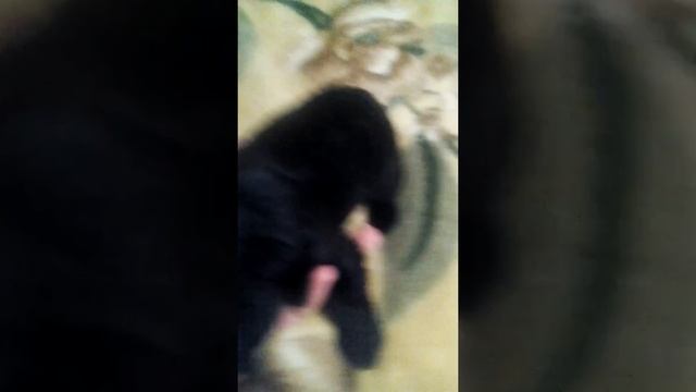 Щенок девочка покупайте смотреть онлайн