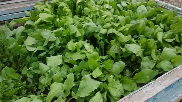 Ранняя зелень ПРОСТО и БЮДЖЕТНО!!!! смотреть онлайн