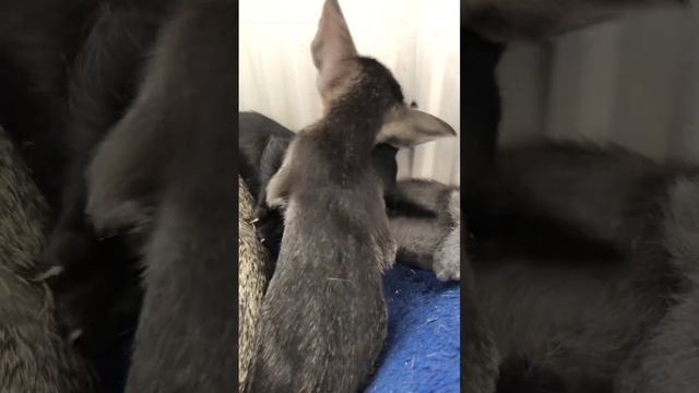 #Ориентальные котята играют?? #ориенталы#котята#орики#милота#няшечка смотреть онлайн