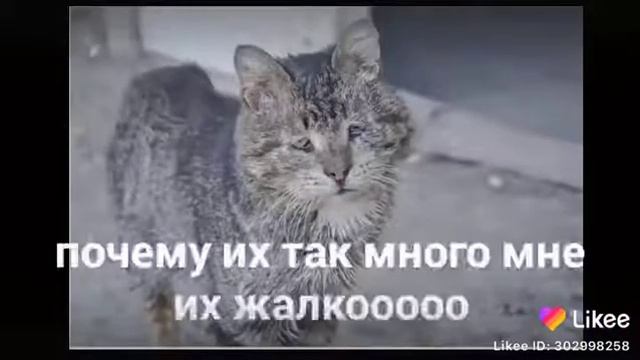 Ребята поддержите этих котят я их просто их Я только что заплакала Потому что эти кошки такие хорош