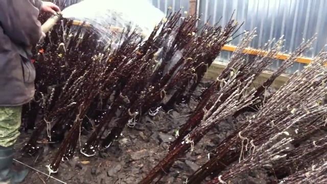 полив прикопанных саженцев яблони.mp4 смотреть онлайн