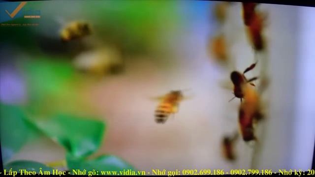 Trải Nghiệm Khả Năng Chơi 4K Ultra HD Trên Popcorn Hour VTEN - Vidia Channel смотреть онлайн