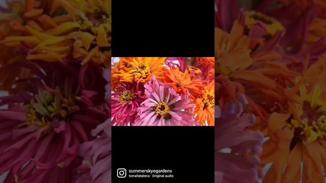 Cactus Jewels Zinnias! #flowers #flowerarrangement #flowergarden смотреть онлайн