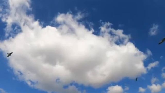 "Ах, пани, панове!" смотреть онлайн