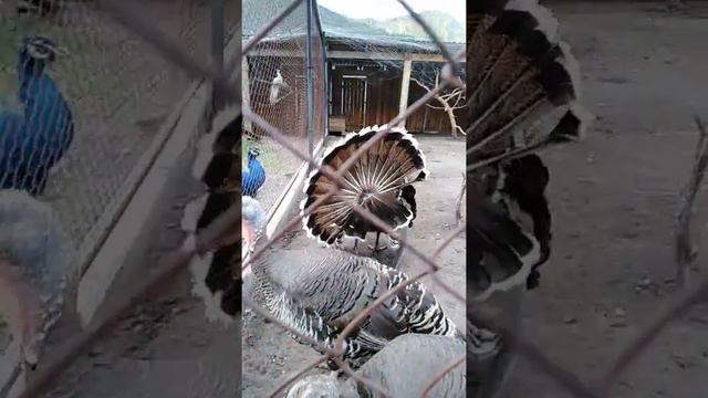 Горный Алтай. зоопарк на алтае. Индюк разговаривает смотреть онлайн