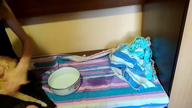 Как помыть кота? ? смотреть онлайн