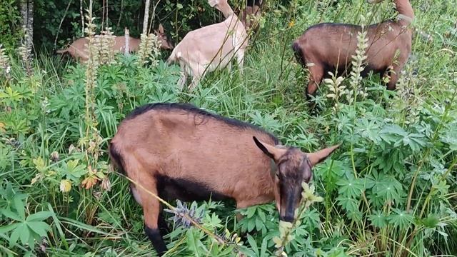 Маленький рассказ о своих козах.