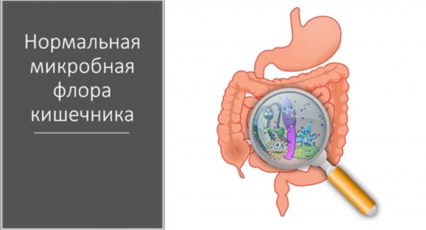 Дисбактериоз (дисбиоз) кишечника. Что это_ Основные понятия.