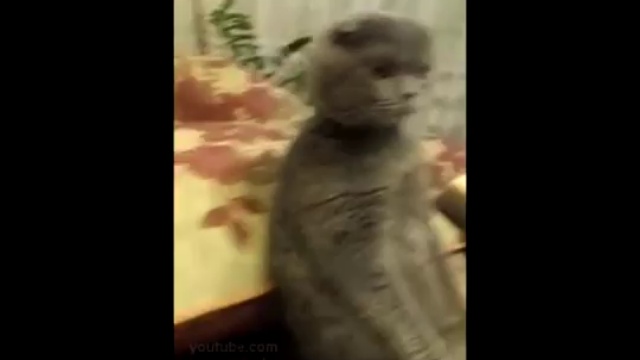 Кот-джедай смотрит "Звездные войны" смотреть онлайн