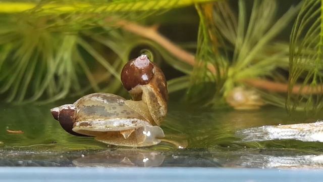 물달팽이 (Radix auricularia) смотреть онлайн