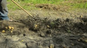 копаем картошку. приспособа для копки картошки