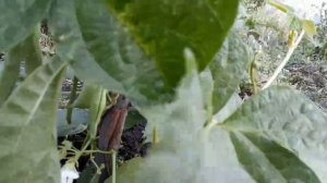 ХЕЛЬДА- вьющейся спаржевая фасоль.