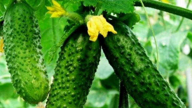 Что нужно знать о выращивании рассады огурцов, парник, теплица, удобрение, грунт, почва, защита смотреть онлайн