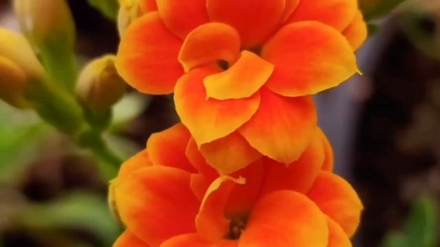 Медитация исполнения желания смотреть онлайн