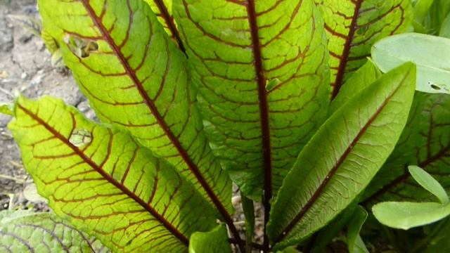 щавель декоративно-съедобный. смотреть онлайн