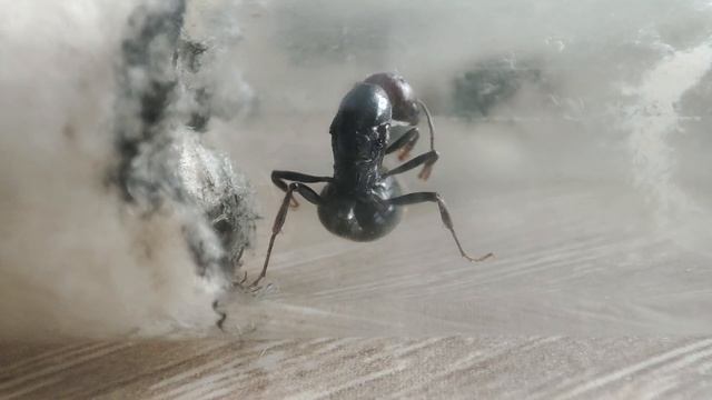 Распаковка и обзор муравьёв Messor barbarus - интересные муравьи messor barbarus смотреть онлайн