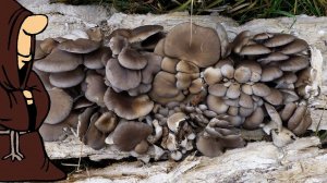 С одного поваленного дерева ведро Вешенок, тихая охота сбор осенних грибов Вешенок