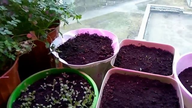 Фитолампы для растений. Лампы для рассады. Лучше не бывает. смотреть онлайн