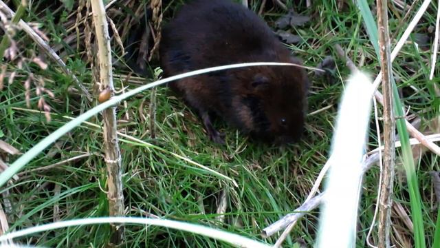 Things you need to know about WATER VOLES! смотреть онлайн