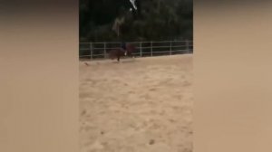 Смешные звери 😜🐶🐱