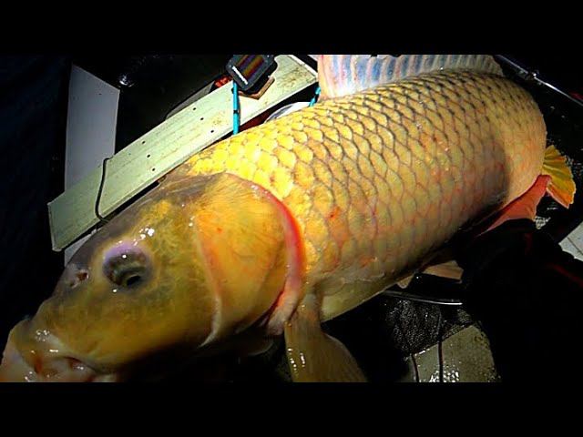 ТАКОЕ БЫВАЕТ????!!!! МАССОВЫЙ ЖОР КРУПНЯКА НА ЯМЕ!!! РЫБАЛКА ЗАКИДУШКИ смотреть онлайн