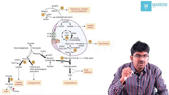 Metabolism of Alcohol - Lecture смотреть онлайн