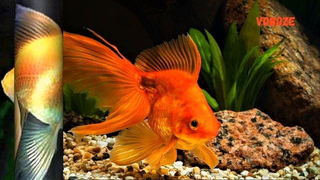 Золотые Рыбки в аквариуме. Вуалехвосты. Уход и содержание, совместимость и чем кормить смотреть онлайн