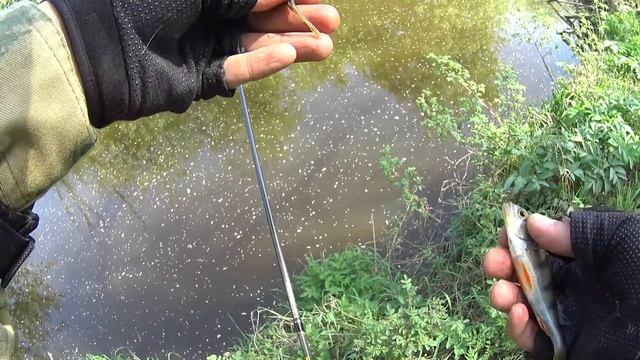 Мормышинг на малой реке. Весна. Птички поют! смотреть онлайн