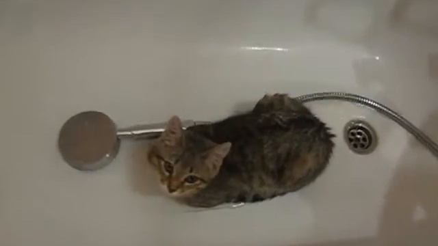 Котенок греется в ванне смотреть онлайн