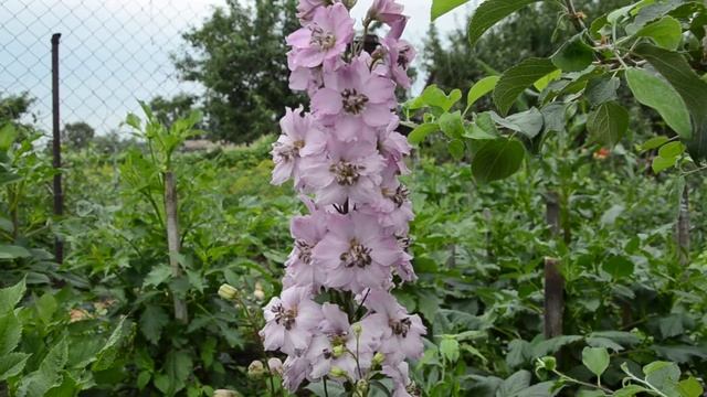 Дельфиниум Новозеланский Dusky Maidens (Delphinium Dusky Maidens) смотреть онлайн