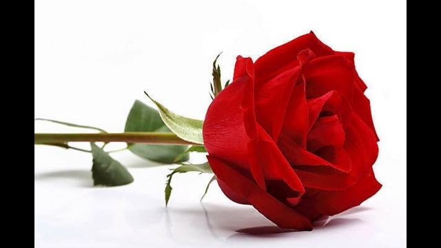 Красная роза смотреть онлайн