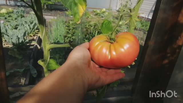 18.08.22 Садовый влог-джем из смородины-обрезка и подкормка клубники-теплицы-летний суп-пою... смотреть онлайн