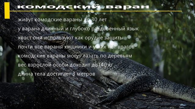 Животный мир Австралии#животные#Австралия смотреть онлайн