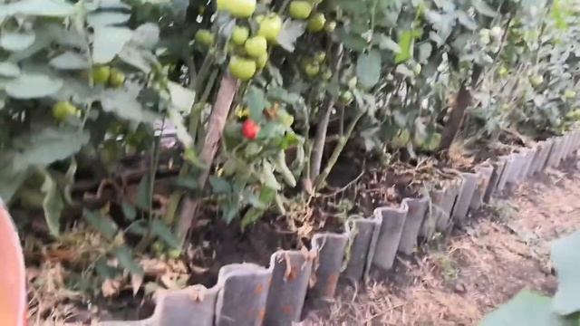 Обычный деревенский вечерок. Опять обработки в теплице. смотреть онлайн