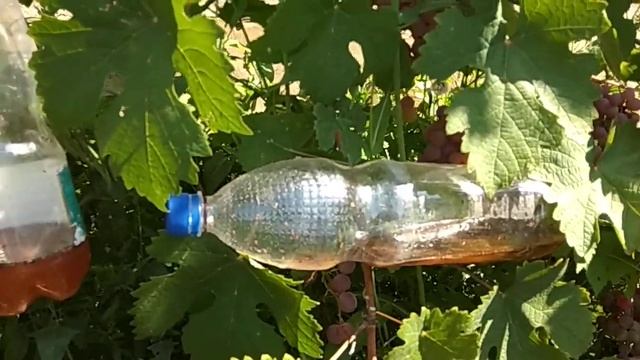 СМОТРИМ!!! Созревание винограда // LOOKING !!! Ripening grapes смотреть онлайн