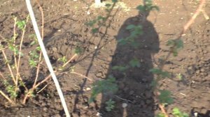 Ежемалина Медана Тайберри