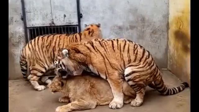 как тигр спаривается со львом!