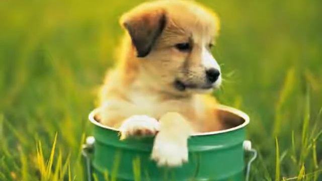 Кошки и собаки. Часть 2#. Милые щенки. смотреть онлайн