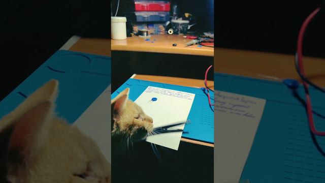 Life . Пишем текс к новому ролику. Угадаете тему?😉 #можноястобой #котики #электроника #ламповая