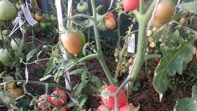 ОБЗОР СОРТА СЛАДКИЕ СОСУЛЬКИ | Томаты, Помидоры