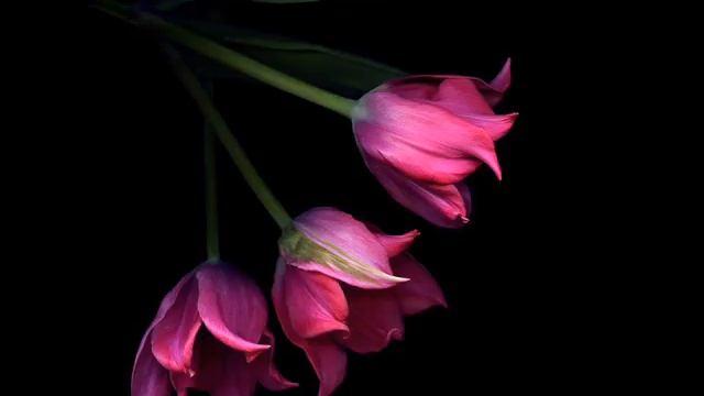 Нарисовать мечту (в исполнении Perizat Dolotbakova) смотреть онлайн