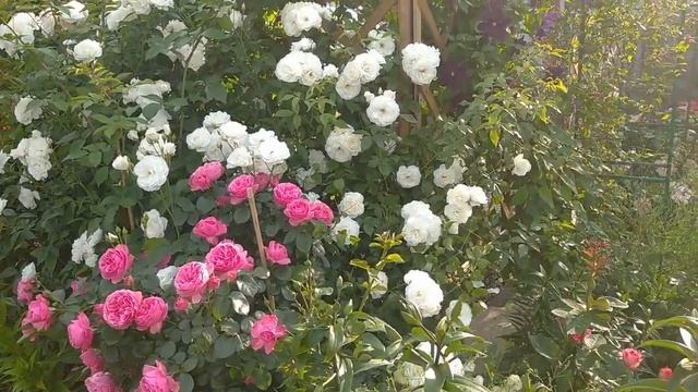 Розы АЙСБЕРГ и ЛЕОНАРДО ДА ВИНЧИ - ЧУДЕСНЫЙ ТАНДЕМ???? смотреть онлайн