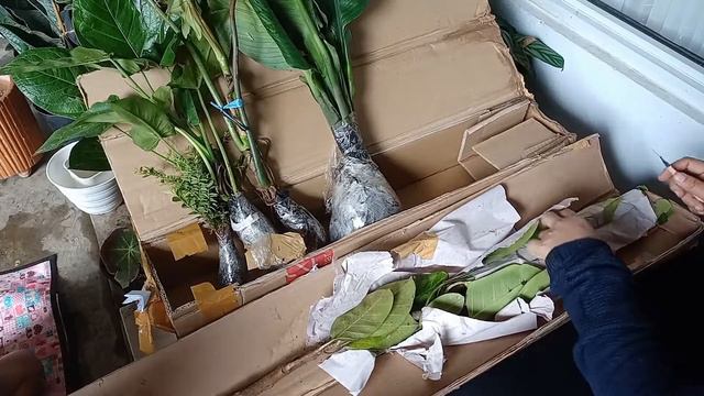 Unboxing Shopee Plant Haul смотреть онлайн