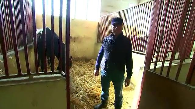 Аукционы России и мира: Аукцион в Карачаевском племенном хозяйстве Хасана Салпагарова смотреть онлайн