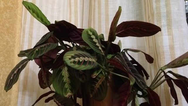 Движение листьев Маранты смотреть онлайн